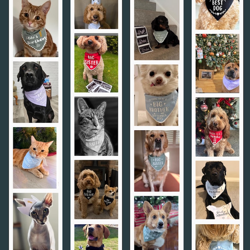 May include: A selection of pets, including cats and dogs, wearing bandanas with text. The bandanas are in various colours and feature phrases such as "File's Birthday", "Big Sister", and "Best Dog".
