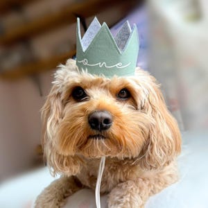 Dog Birthday Bandana, Birthday Boy Bandana and Hat Set, Dog Birthday Gift image 5