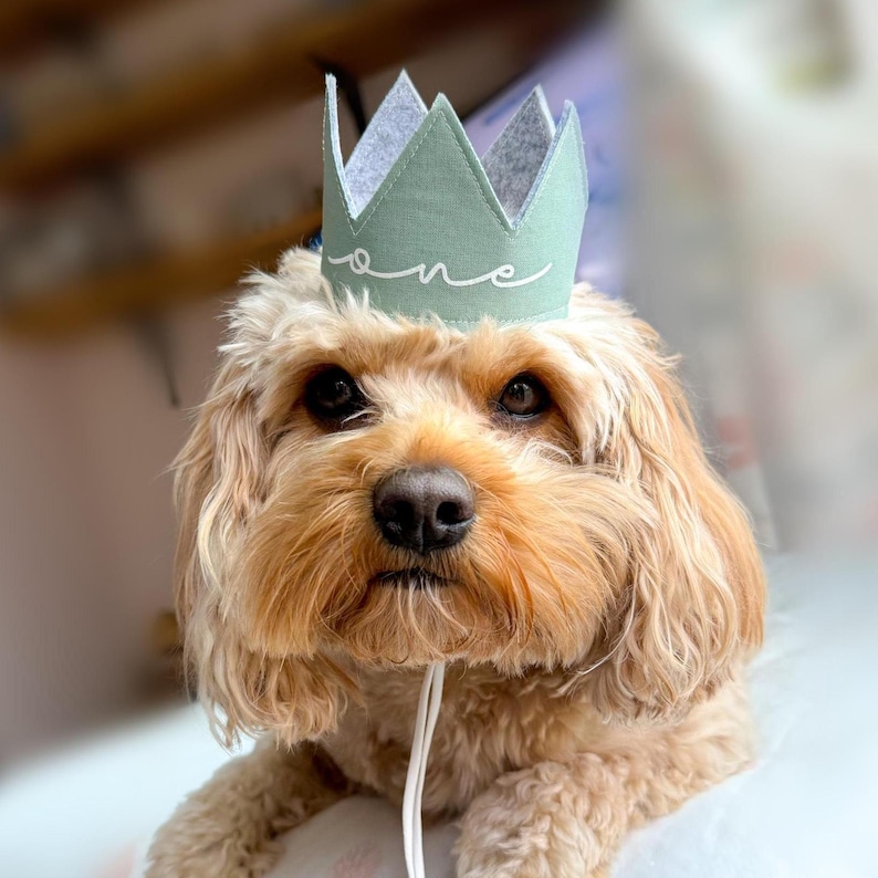 Dog Birthday Bandana, Birthday Boy Bandana and Hat Set, Dog Birthday Gift image 5