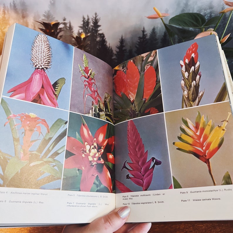 Bromeliads For Home Garden And Greenhouse by Prof. Werner Rauh, Vintage Botany, Botanical Book, Tropical Plants image 6