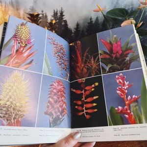 Bromeliads For Home Garden And Greenhouse by Prof. Werner Rauh, Vintage Botany, Botanical Book, Tropical Plants image 8