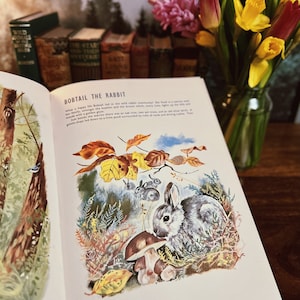 Animals of the Forest By Marcelle Verite, 1960’s Children’s Illustrated Nature Book, Vintage Nature Book