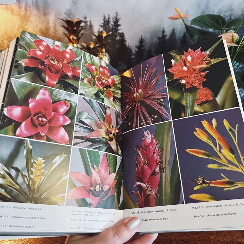 Bromeliads For Home Garden And Greenhouse by Prof. Werner Rauh, Vintage Botany, Botanical Book, Tropical Plants image 1