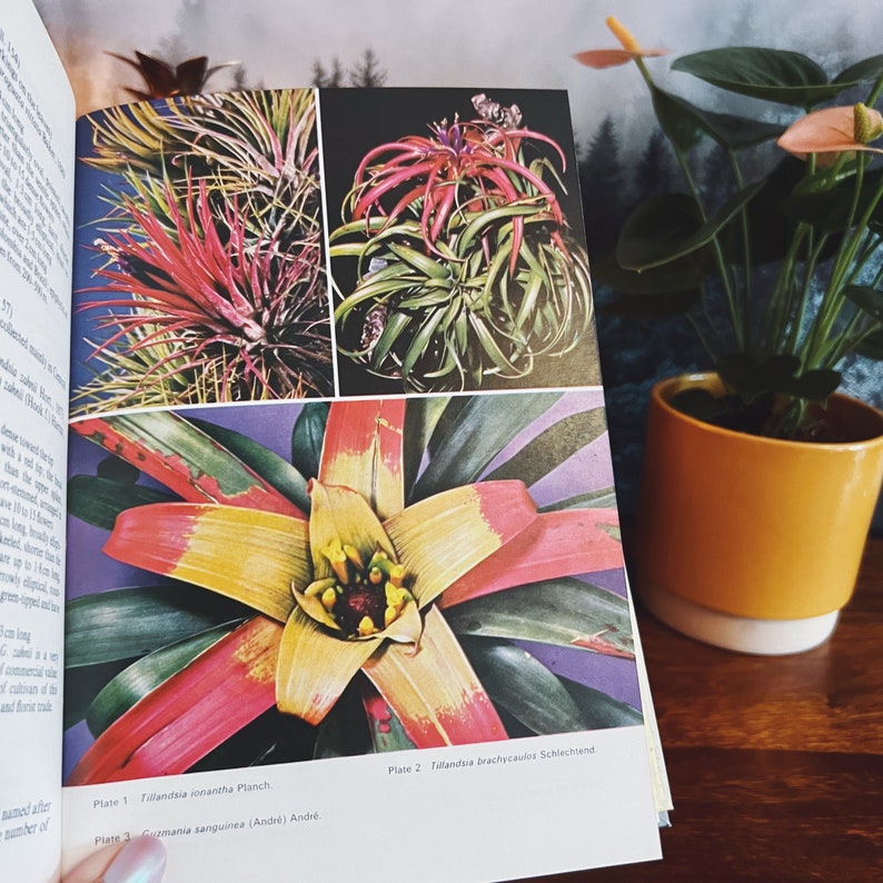 Bromeliads For Home Garden And Greenhouse by Prof. Werner Rauh, Vintage Botany, Botanical Book, Tropical Plants image 3