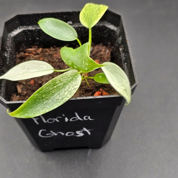 Florida Ghost seedling from tissue culture