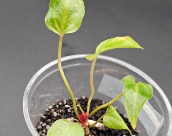 Anthurium Renaissance seedling from tissue culture.