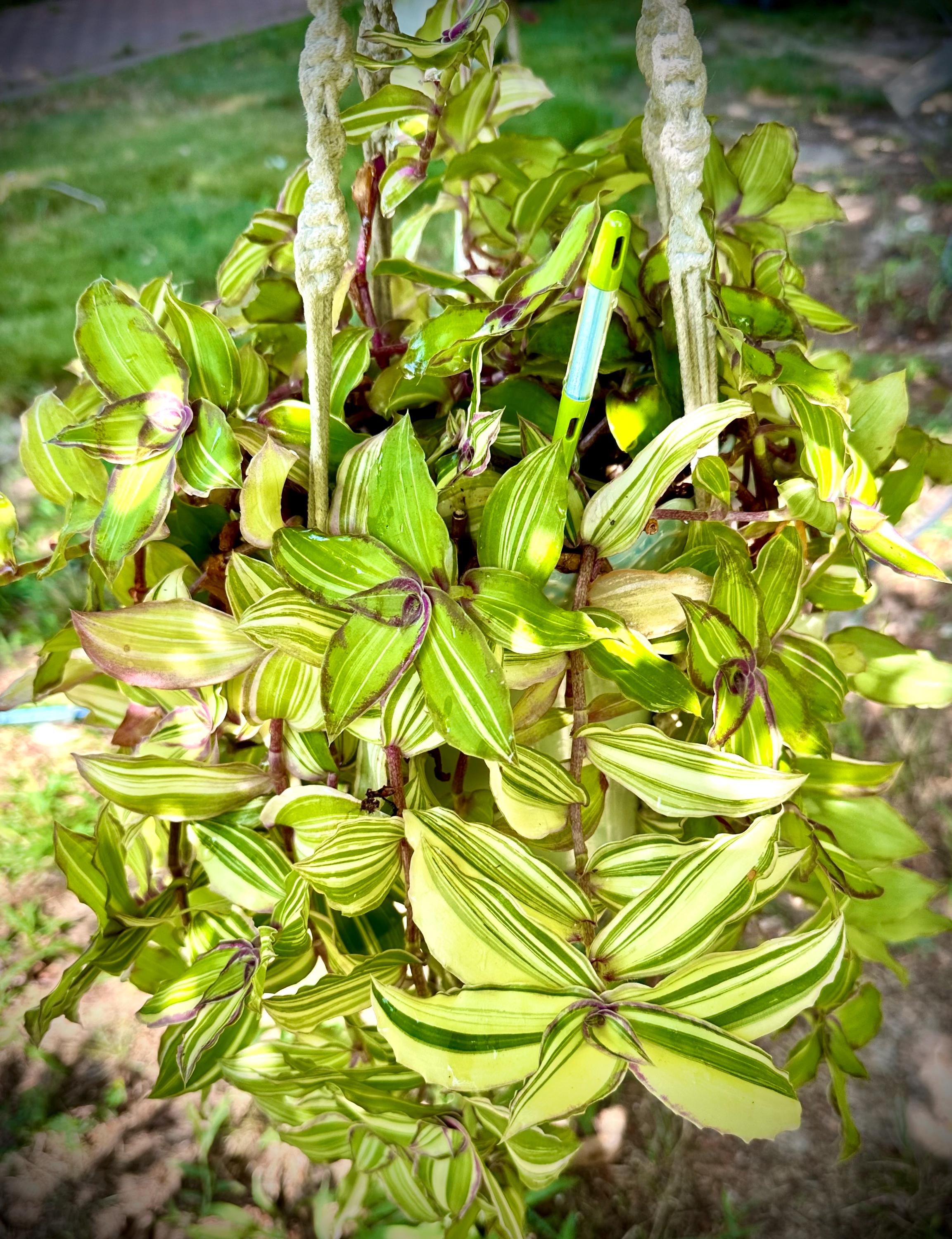 Callisia VARIEGATED DRAGON TAIL Starter Plant - Etsy