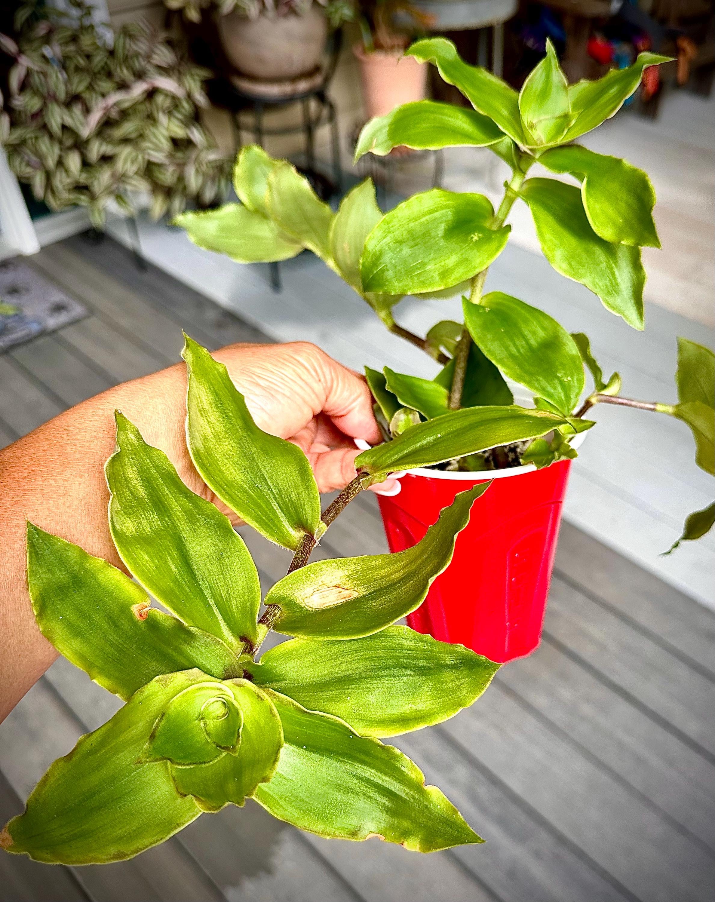 Callisia VARIEGATED DRAGON TAIL Starter Plant - Etsy