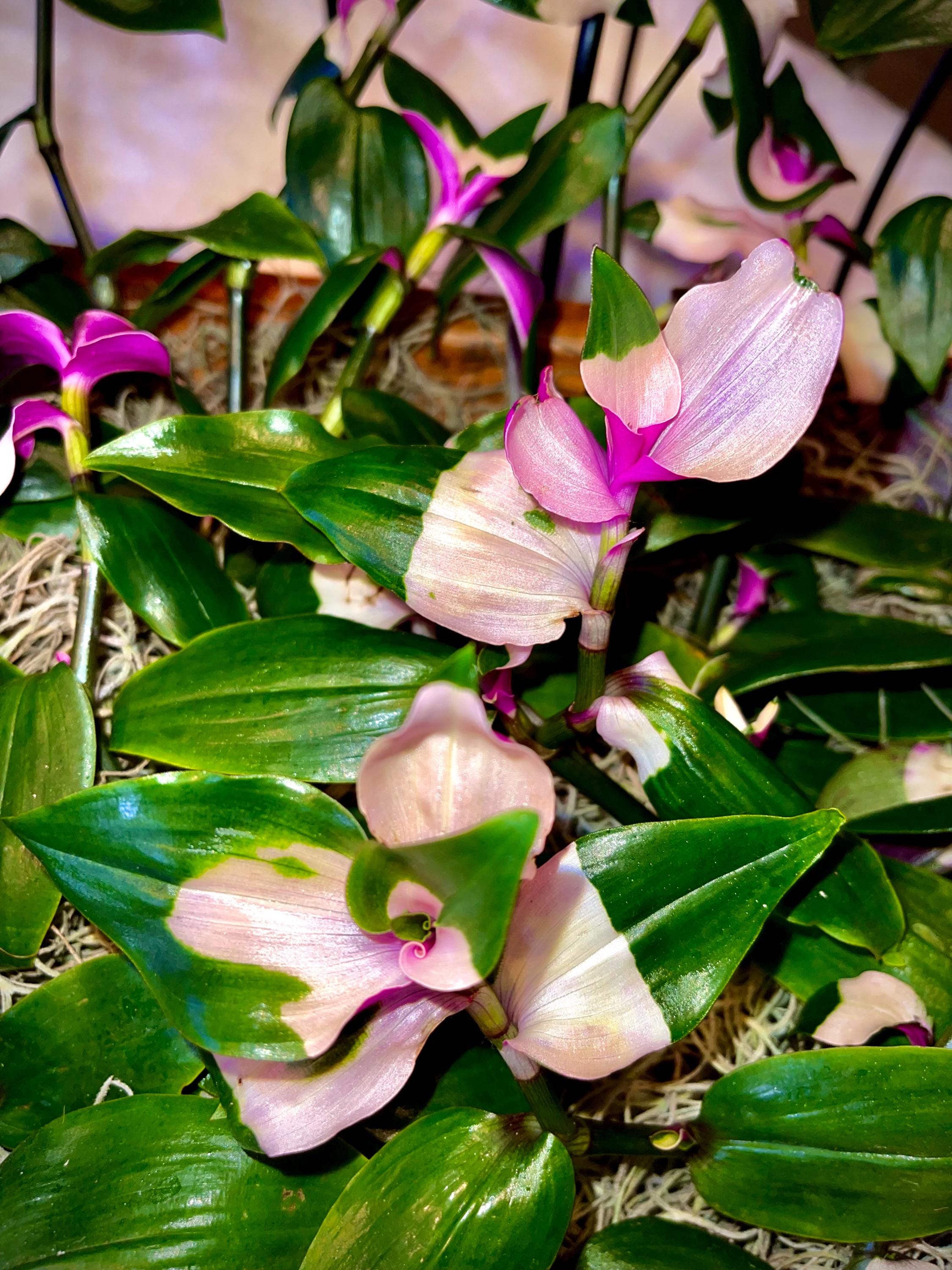 bronze velvet philodendron Velvet Heartleaf Philodendron (Philodendron Micans )  Happy Sunrize