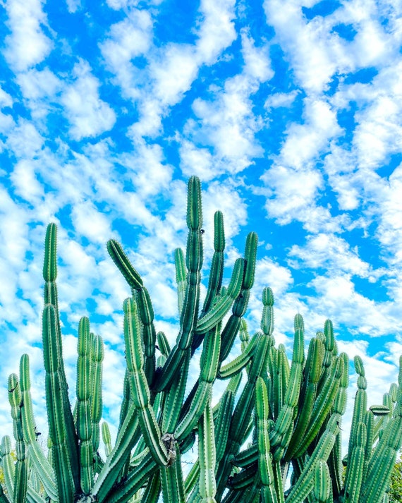 Los Angeles Kaktus Himmel - groe Wand Kunst Natur Fotografie Druck -  Etsy.de