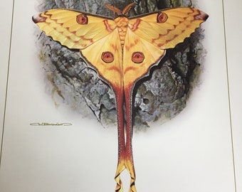 Madagascar Moon Moth-Carl Brenders-Limited Edition Print