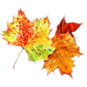 Könnte beinhalten: Zwei Herbstblätter, eines mit Schattierungen von Rot, Gelb und Grün, das andere mit Schattierungen von Orange und Braun.