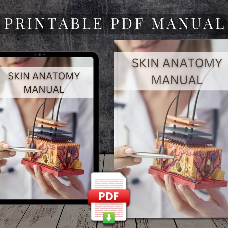 Skin Anatomy Training - Etsy