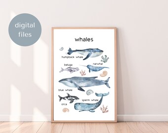 Lámina infantil de anatomía de ballena, decoración náutica para el aula (descarga digital)