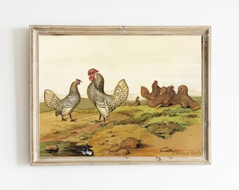 Vintage Rooster Illustration | Illustration of Barnyard Chickens | Fun Farmhouse Wall Art | PRINTABLE ROOSTER ART | Farm Animal Art Poster
