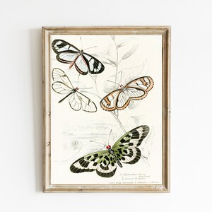 Vintage Butterfly Illustration | Butterfly Art | Entomology Poster Print | Insect Drawing |  Cottage Wall Decor | INSTANT DIGITAL DOWNLOAD