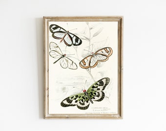 Vintage Butterfly Illustration | Butterfly Art | Entomology Poster Print | Insect Drawing |  Cottage Wall Decor | INSTANT DIGITAL DOWNLOAD