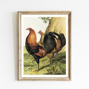 Vintage Barnyard Rooster Illustration | Antique Rooster Painting | Rustic Farmhouse Wall Art | Farm Chickens Art Print | PRINTABLE HEN ART