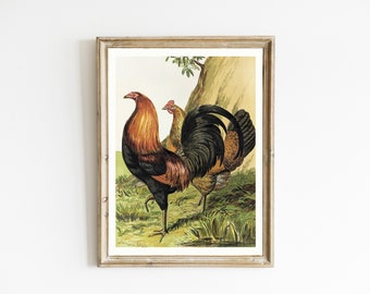 Vintage Barnyard Hahn Illustration | Antiker Hahn Gemälde | Rustikale Bauernhaus Wand Kunst | Kunstdruck | DRUCKBARE HEN ART