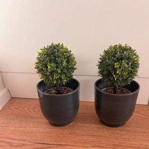 May include: Two potted topiary trees with green foliage in dark grey pots. The pots are sitting on a wooden surface.