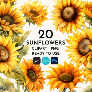 Sunflower clipart, Sunflower png, Sunflower watercolor bundle, Floral clipart, Flower clipart, Sunflower sublimation png file Commercial use