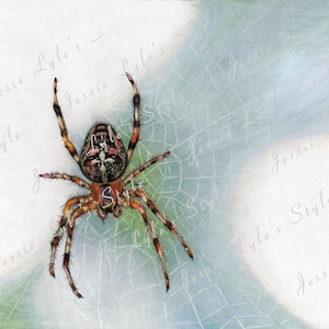 Garden Spider - Print