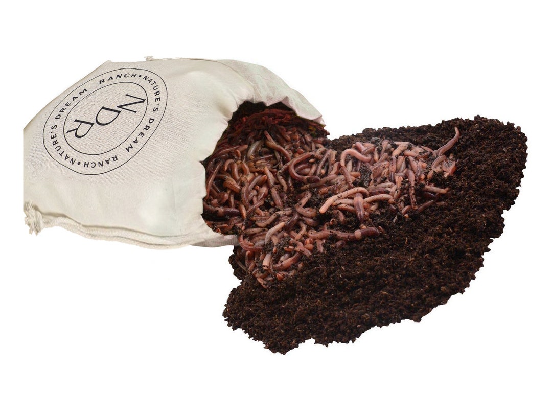 200 Count Live Red Wigglers Composting Worms Red Wiggler Worm Farm for