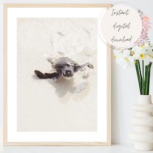May include: A small sea turtle crawls on a sandy beach, its flippers outstretched. The turtle is facing the camera, and its head is tilted slightly upwards. The sand is white and the water is clear.