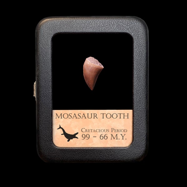 Mosasaur Tooth