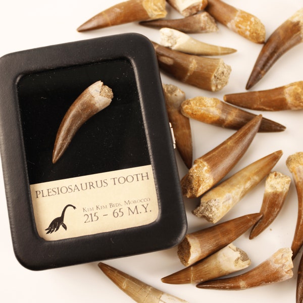 Authentic Plesiosaurus Tooth - With Display Case