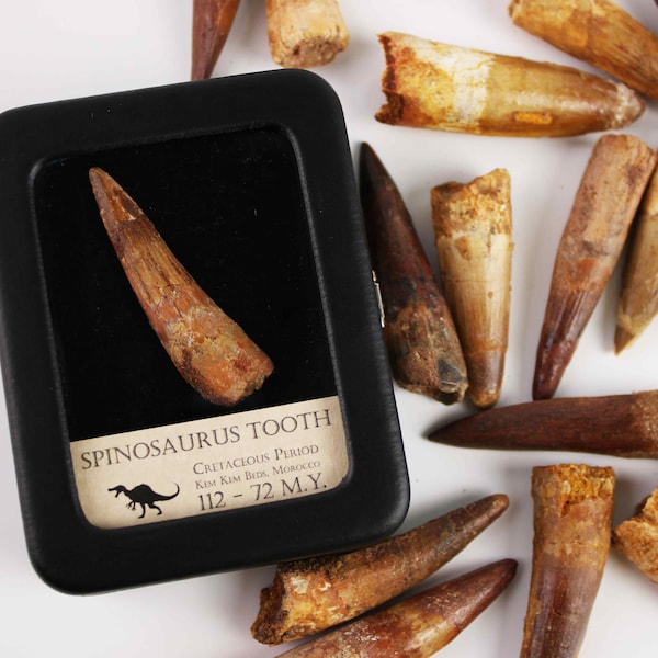 Spinosaurus Tooth - Good Condition - With Display case