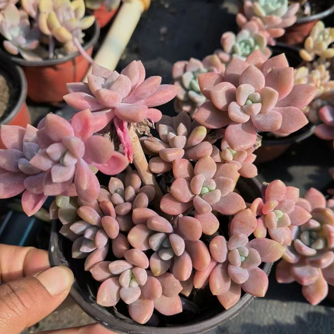 Echeveria Chloe Cluster Import Rare Live Succulent Plants - Etsy