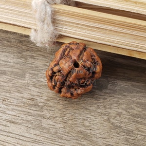 2 Mukhi Nepali rudraksha, Two Faces Rudraksha Orignal Rudraksha, Lord Shiva Tears, Lab Certified Rudraksha