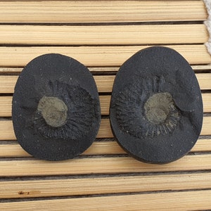 Shri Laxmi Narayan Shaligram, Rare & Special Two Piece, Religious Gifts, Saligram Stone - Gandaki River Nepal, Ritual Object