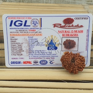 12 Mukhi Nepalese Rudraksha Pendant -Lab Certified in Sterling Silver, Twelve Face Rudraksh, Rudraksha Beads, Spiritual Gifts, Yoga Pendant