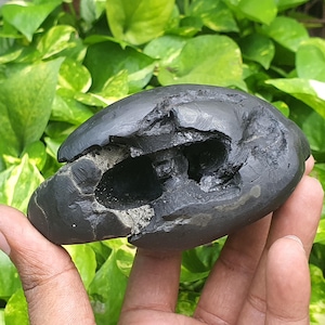 Damodar Shaligram • Sacred Salagrama Stone  • Shaligram Shila • Gandaki River Nepal • Shaligram From Nepal