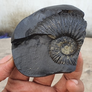 Rare Big Size Sudershan Shaligram •  Shaligram Shila • Gandaki River Nepal • Shaligram Stone • Shaligram From Nepal
