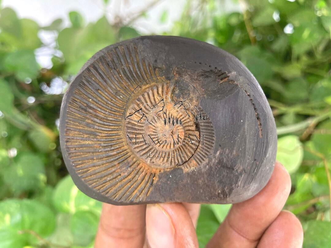 Rare Big Size Sudershan Shaligram Rare Yellow Shaligram - Etsy UK