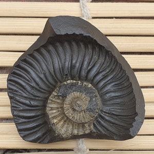 Rare Golden Sudershan Shaligram- Shaligram Stone, Ganddaki Shaligram, Shaligram Shila, Gift For Yoga Lover