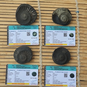 Golden Sudershan Shaligram, Religious Gifts, Sudarshan Saligram Stone, Sudershan Shaligram Gandaki River Nepal, Ritual Object