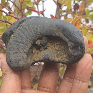 Rare big size brown Parameshti Shaligram, Religious Gifts, Saligram Stone, Gandaki River Nepal, Ritual Object