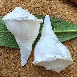 5 Inch Natural Dakshinavarti Natural Shankh,  Shri Laxmi Shankh for Pooja Non Blowing Conch Sankh Natural Conch
