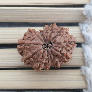 12 Mukhi Nepalese Rudraksha Pendant -Lab Certified in Sterling Silver, Twelve Face Rudraksh, Rudraksha Beads, Spiritual Gifts, Yoga Pendant