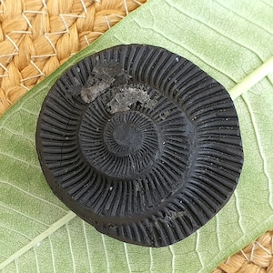Rare Sphatik Sudershan Shaligram, Religious Gifts, Sudarshan Saligram Stone, Sudershan Shaligram Gandaki River Nepal, Ritual Object