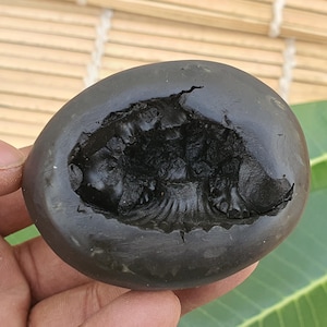 Big Size, Golden Narsimha Shaligram, Narsimha Saligram Stone - Gandaki River Nepal, Ritual Object, Pooja Item, Vishnu Puja
