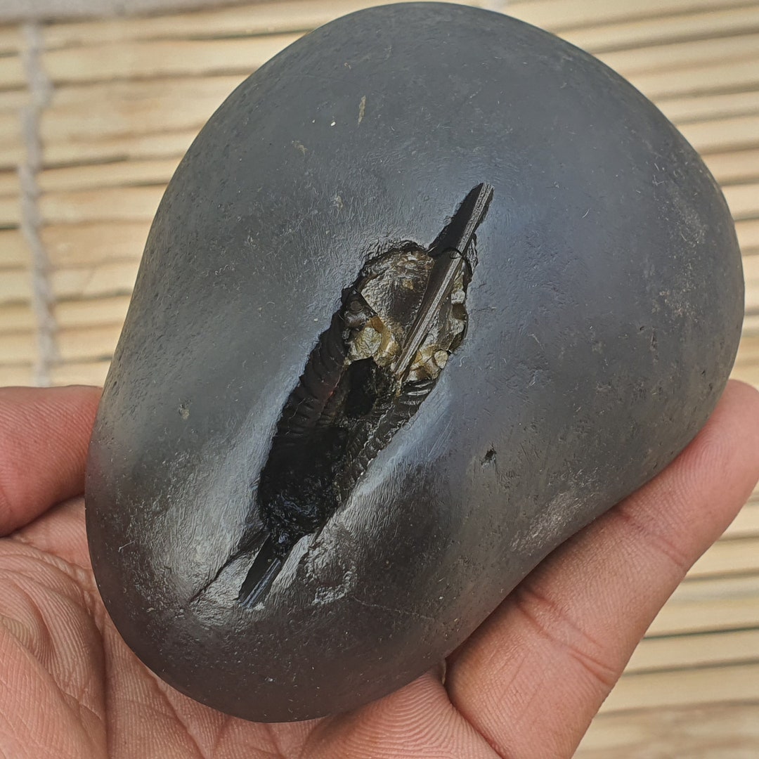 Big Size, Golden Narsimha Shaligram, Narsimha Saligram Stone Gandaki