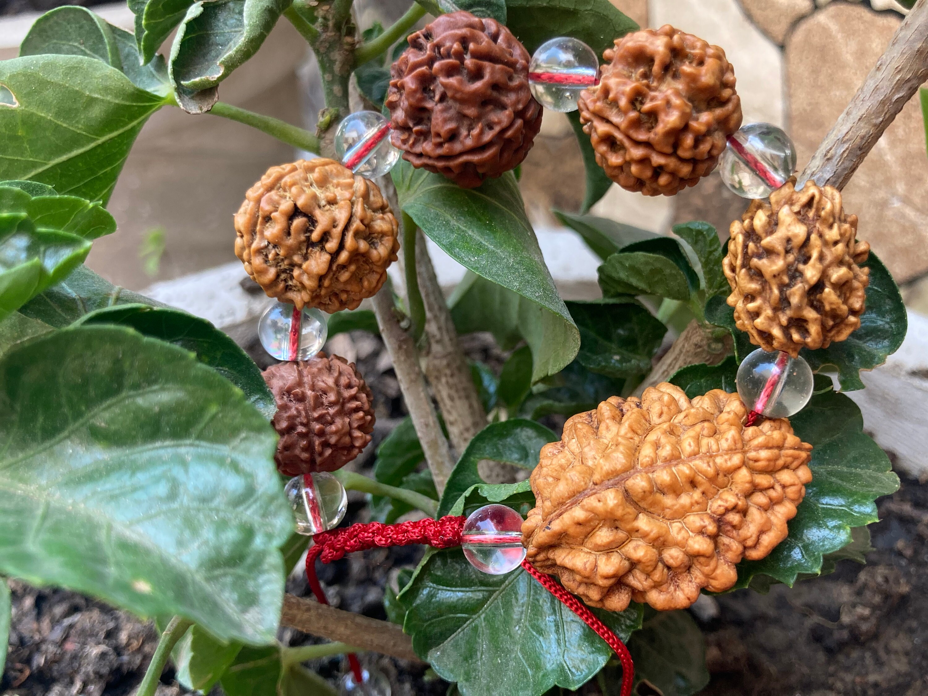 ② ルドラクシャ　オールシナールブレスレット ② ルドラクシャ オールシナールブレスレット Shiwa Rudraksha