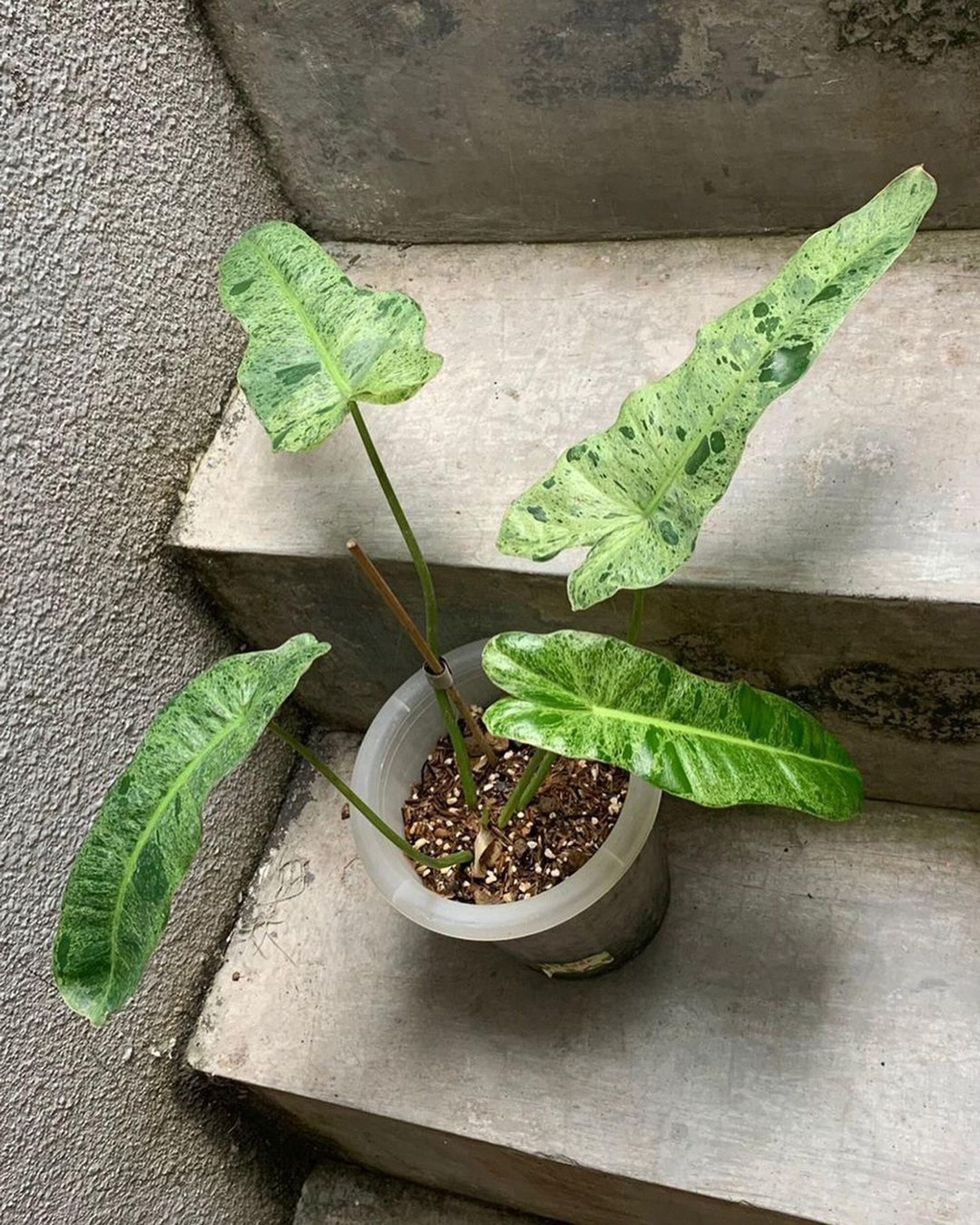 Paraiso Verde Philodendron Care