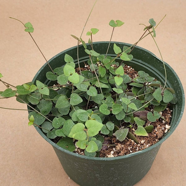 String of Hearts Etsy