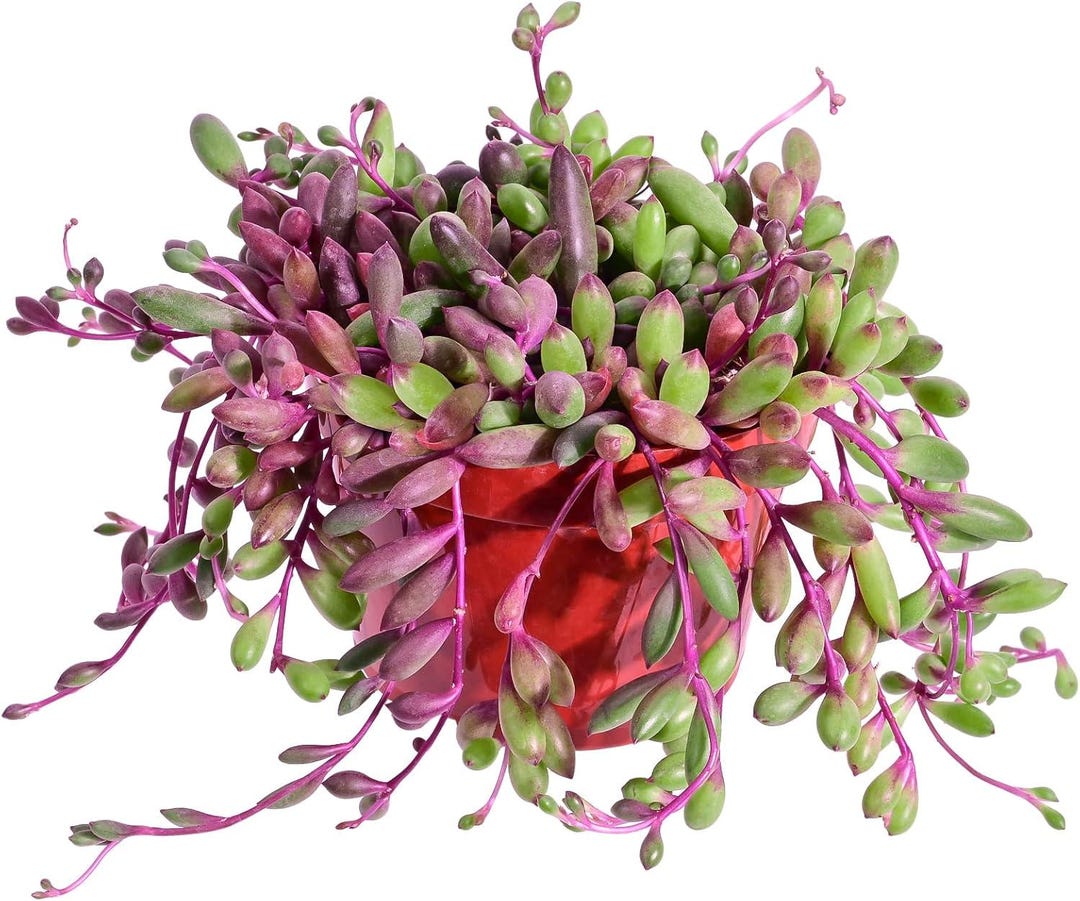 Ruby Succulent Ruby Necklace Succulent 4” – Othonna Capensis Live Purple Trailing ...
